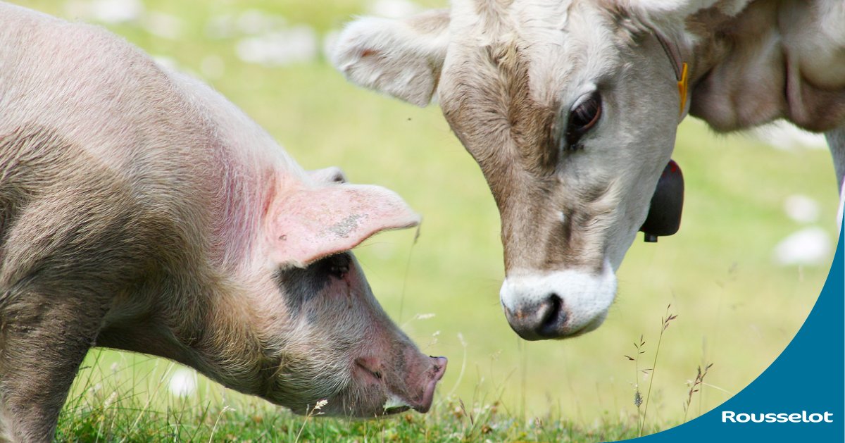 At Rousselot, our #sourcing is #sustainable by default: we valorize collagen-rich materials that would go unused without us, thereby making full use of animals raised for human #consumption and helping the industry towards zero loss.
Find out more: hubs.ly/H0KNg5z0
