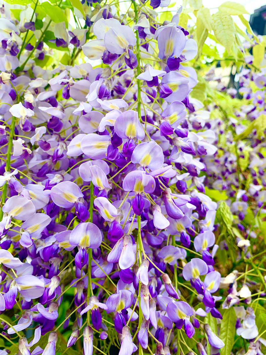 長谷川知美 𝗧𝗢𝗠𝗢𝗠𝗜 𝗛𝗔𝗦𝗘𝗚𝗔𝗪𝗔 Hasegawatomomi1 Twitter