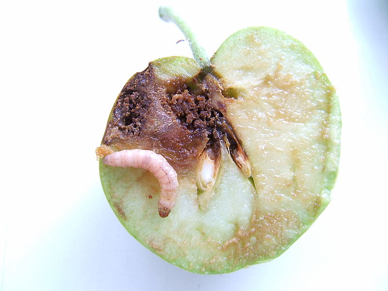 JKI_Bund's tweet photo. Wie wird der #Apfelwickler (Cydia pomonella) resistent gegen das #Granulovirus CpGV, das zu seiner biologischen Bekämpfung eingesetzt wird? Forscher des JKI sind dieser Frage mit einer #Transkriptom-Analyse des Virus nachgegangen: https://t.co/kiUzlm3ImU #Pflanzenschutz https://t.co/kiiRfWBGO2