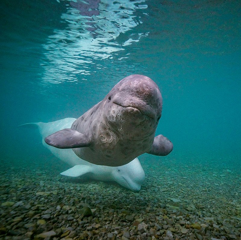 National Geographic tweet media