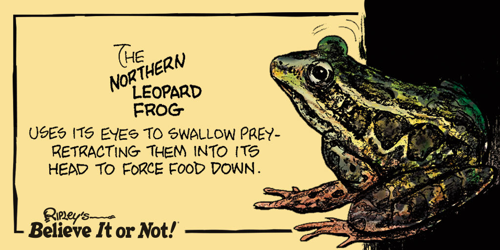 Ripleys's tweet photo. Their prey doesnโt even see them coming. ๐ธ #LeopardFrog https://t.co/cccyX9Rjoo