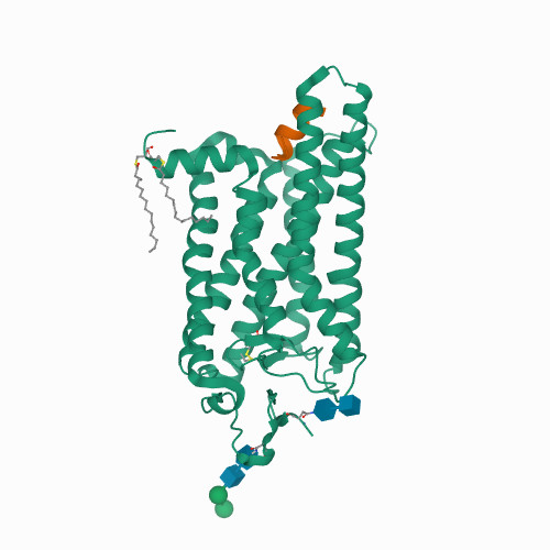 Our celebration of the PDB continues with 3DQB, the first structure of opsin in G-protein-interacting conformation. Data for this structure, published 2008 in @nature, were collected @HZB_BESSY BL14.2. Read about it doi.org/10.2210/pdb3DQ…

#PDB50 #BESSYII @buildmodels @PDBeurope