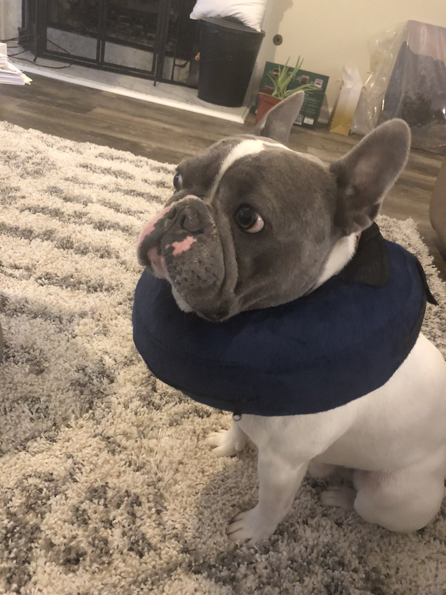abbyblair16's tweet photo. My poor little buddy looks like a model for one call that’s all https://t.co/ZXzmq85uJp