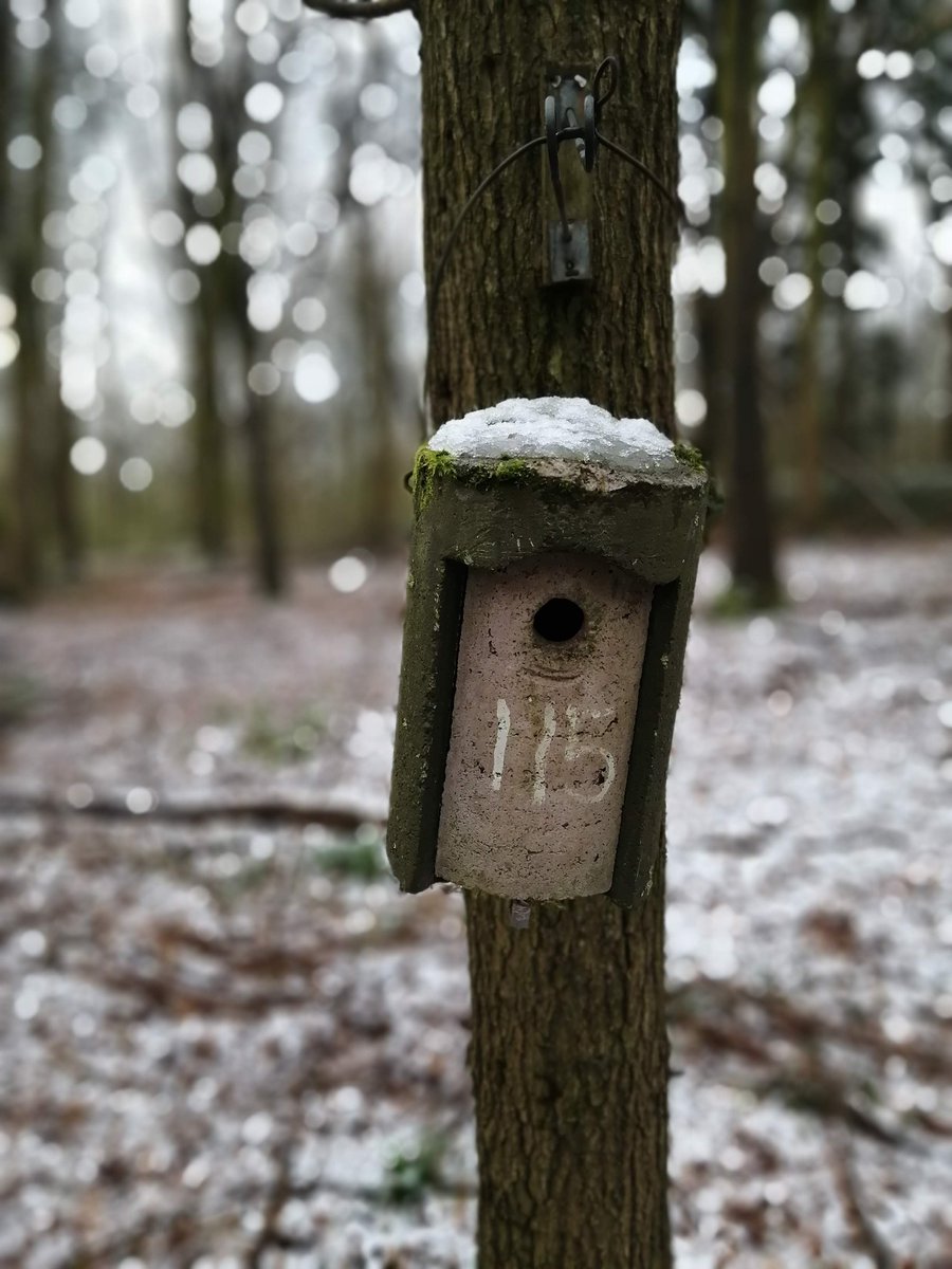 Time for another update from  @WythamWoods. Last week things had gotten off to a slow start in terms of nest building, with only 155 complete nests. Well things have not really progressed. We've had some unseasonal weather lately with some snow yesterday.