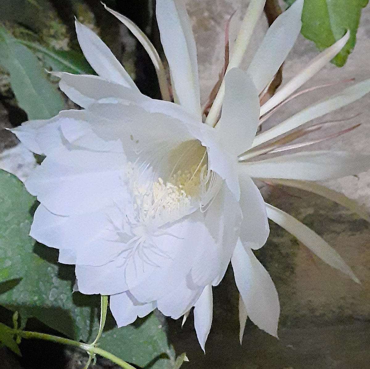 Keindahan yg singkat 🙂🙂