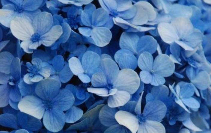 ADMEXICO's tweet photo. Flores color azul 💐: Son enigmáticas, misteriosas y tienen una connotación muy sentimental. Se relacionan con la tranquilidad, la profundidad y la pureza, por lo que regalarlas significa confianza. Mira el significado de los colores en las flores aquí: https://t.co/jQySL88qWr https://t.co/lYduQLgvYV
