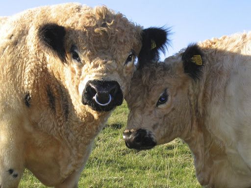 Корова. Галловейская порода телят. Порода головей крс. Галловейская порода быков. Галловейская порода бык.