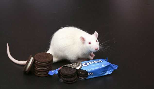 Наведи мышь. Лабораторная крыса. Пушистая крыса. Мышь с конфетой. Мышка кушает.
