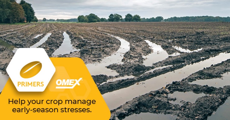 omexag's tweet photo. Whether you are going to wet &amp; cold or dry soils #Primers offer the best strategy to set a good root system on your crop, even emergence and mitigate early season stress. Call your local #AgRetailer &amp; get your seed treated. #PrimerZn #PrimerMn #PrimerCu #PulsePrimer #PrimerCanola https://t.co/Y9sV0cuTyT