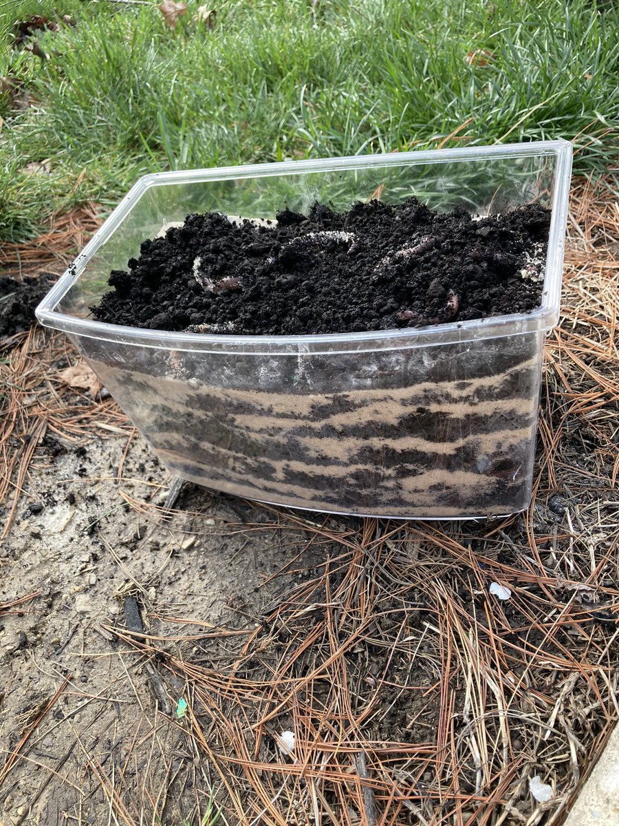 Ss are learning how living things cause change on Earth. Today we made worm habitats and are learning how they are helpful to us. <a href="/Edgewood_ES/">Edgewood Elementary</a> #2ngraderocks #TEAMWORKMAKESTHEDREAMWORK