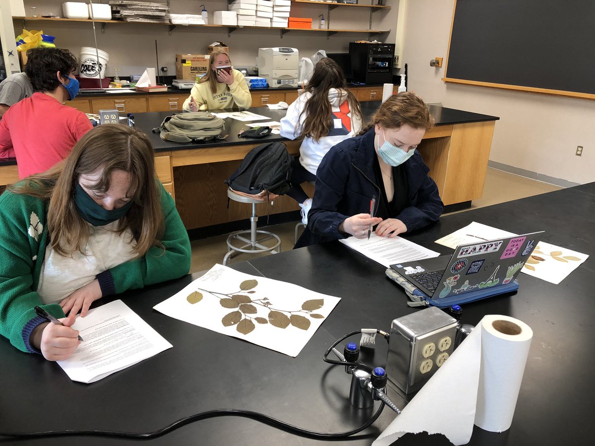 MartineBotany's tweet photo. On #PlantAppreciationDay each of our #bisonflowers art+botany students closely examined a herbarium specimen - from plant parts to label data. Then graded it based on quality, comprehensiveness, and aesthetics. Next week: making their own! @annakkell https://t.co/DfXiIz7gRu