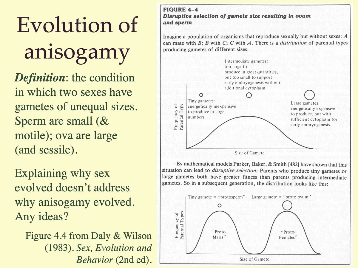 In one of the lectures I used to give to my *undergraduates*, after we discussed the evolution of sex, I showed this slide—animated such that the figure to the right provides the answer to the question, “why anisogamy”? 13/