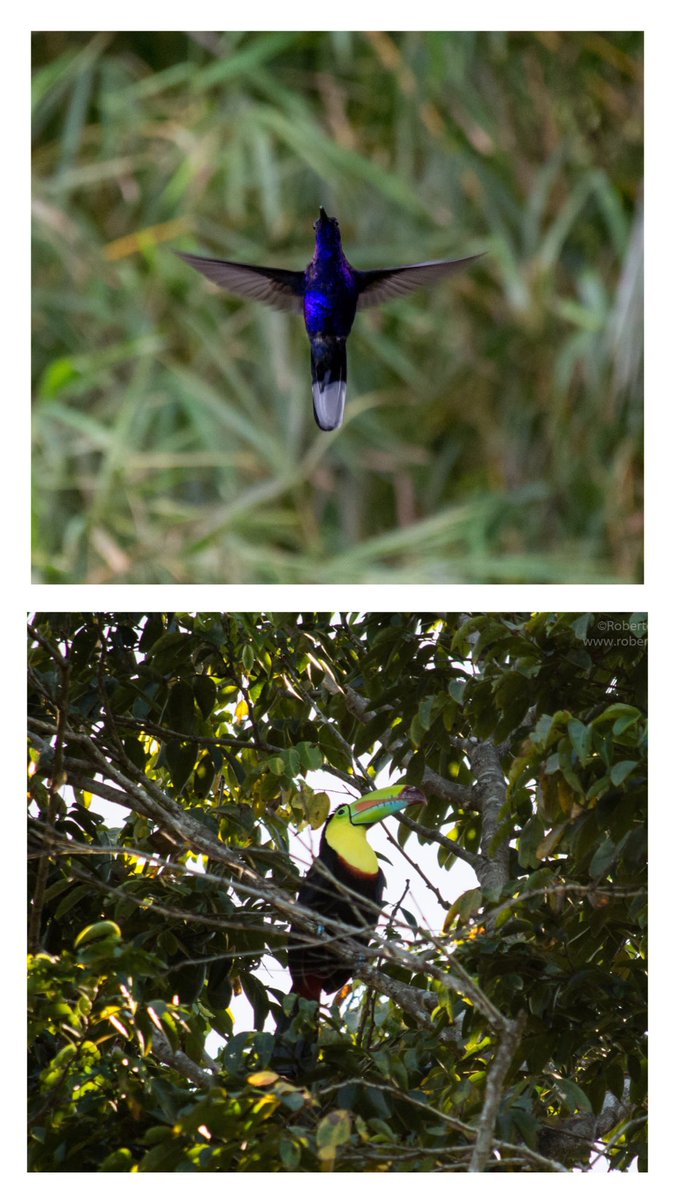 Bromotengger's tweet photo. Aún estás a tiempo de unirte a este fascinante viaje por Costa Rica, visitando los santuarios de fauna de Corcovado y Tortuguero y las maravillas volcánicas de Arenal y Poás entre otros muchos lugares.
Escríbeme para más info:
roberto.lopez@pangea.es
Últimas plazas!! https://t.co/TunadA2QD2