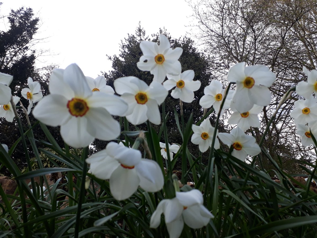RobJames68's tweet photo. #Spring flowers #Morcott #Rutland https://t.co/e96nvI6eAl