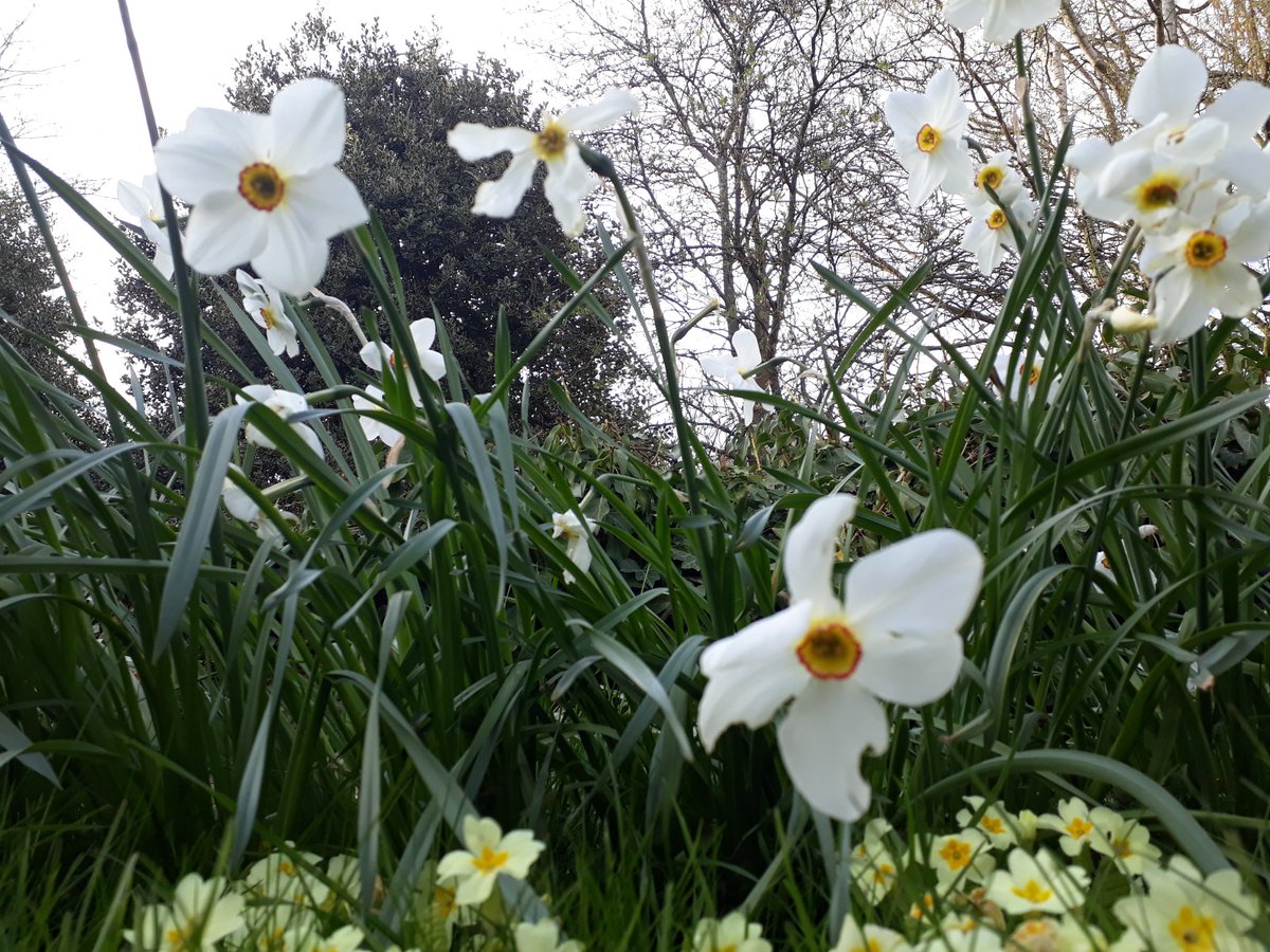 RobJames68's tweet photo. #Spring flowers #Morcott #Rutland https://t.co/e96nvI6eAl