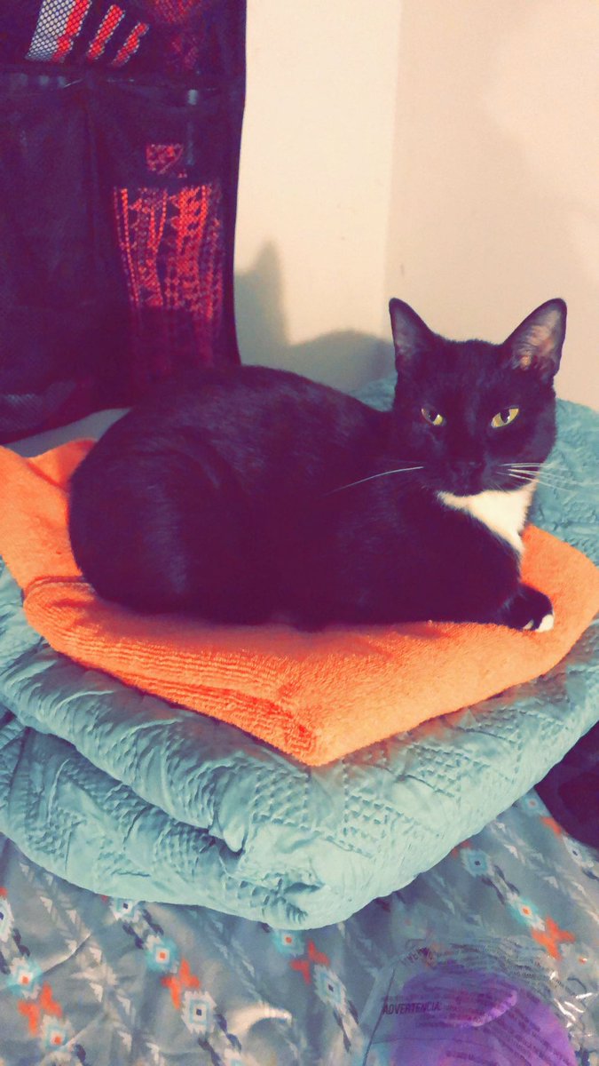 SueHappy3's tweet photo. Happy birthday! My Bff!! #tuxedocat #tuxedotuesday #blackcats #thirdbday πππβ€οΈβ€οΈβ€οΈπββ¬ https://t.co/MaTq3GVvCi
