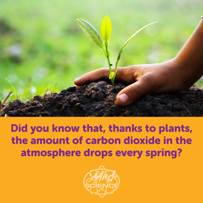 MadScienceDFW's tweet image. Plants absorb 25% of the carbon dioxide emitted by humans.  #PlantAppreciationDay