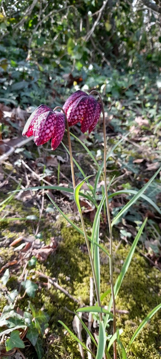 An unexpected surprise to find Snakes head fritillary in the Wood today.