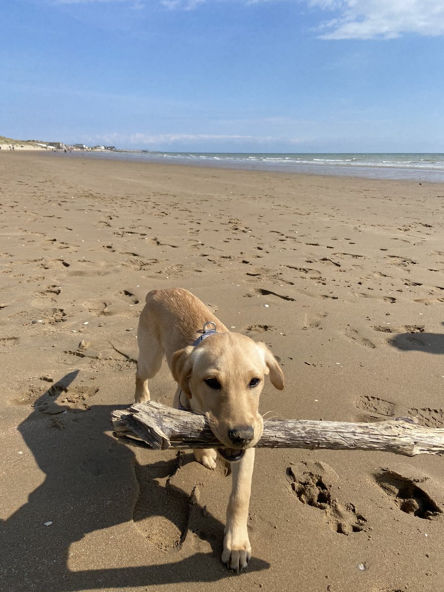 AFM_History's tweet image. First time at the beach for this little thing and she wouldn’t let go of this stick... #holidaybeachtimes #historyteacherholiday #hashtag