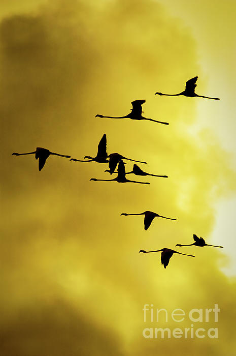 apomares's tweet photo. New artwork for sale! - "Flamingos at Cuare Bird Reserva, Falcon State, Venezuela" - https://t.co/gi4kV3IkhM @fineartamerica https://t.co/LvIzou3Yrl
