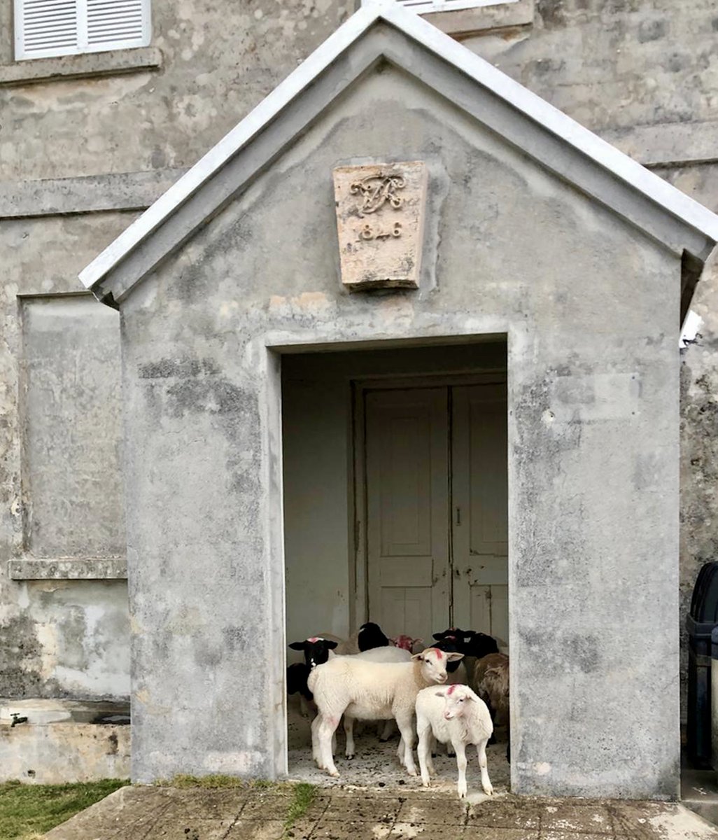 NatlMuseumBDA's tweet photo. Lockdown take two, day 1. NMB sheep-scapers reporting for duty since our humans are working from home. Here, we demonstrate "sheltering in plaaaaace". Are we doing this right?! #nmbsheep #sheepscapers #codegreen #museumsheep #museumanimals https://t.co/TU5Q3MnWrb