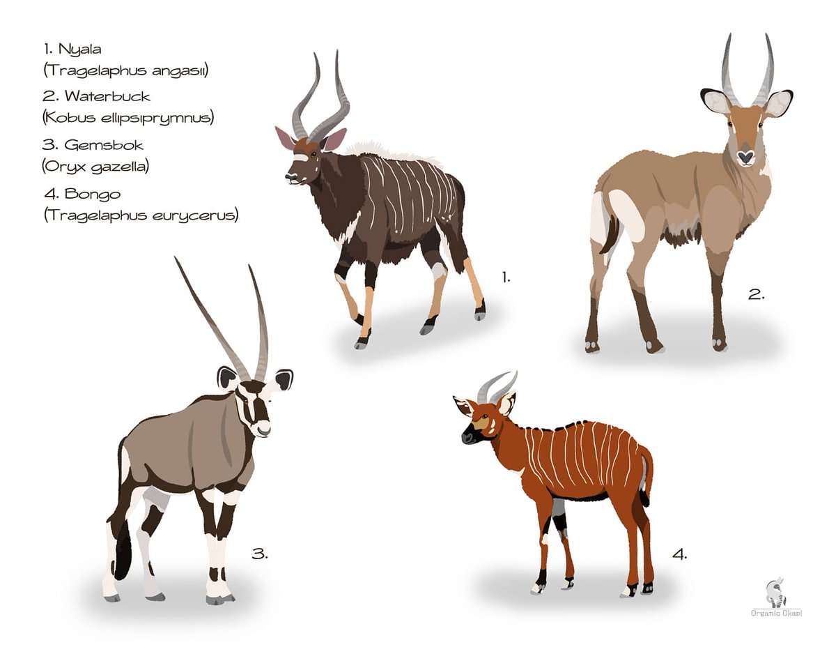 Which one do you prefer? In a row, or spread out?

#africananimals #animalart #Illustrations #digitalart #vote