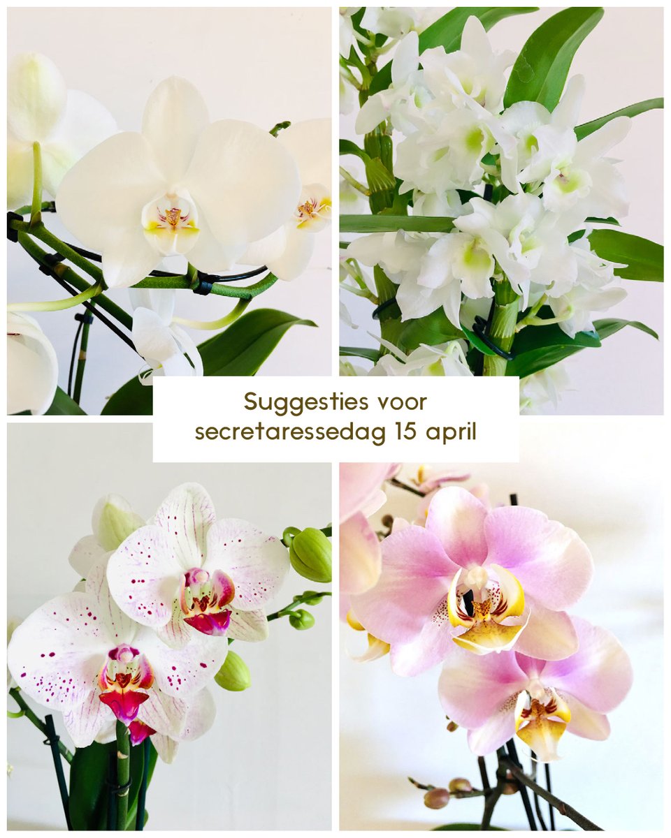 FleurLies's tweet photo. Donderdag 15 april is het secretaressedag. Zet uw geliefde medewerker die dag extra in de bloemetjes, ze hebben het verdiend! 
#fleurdelies #oostende #bloemenwinkel #florist #doyouloveflowers #flowers #secretaressedag #kooplokaal https://t.co/m4xMYWfXMI