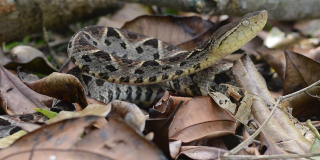 exploreindigo's tweet photo. Our expeditions are designed for wildlife enthusiasts who wish to explore the less travelled road. #indigoexpeditions #indigoherpers #connectwithnature #guatemala #cloudforestconservation Find out more -> Indigo Expeditions https://t.co/ohgipCpJyU https://t.co/SHEU0w5yMn