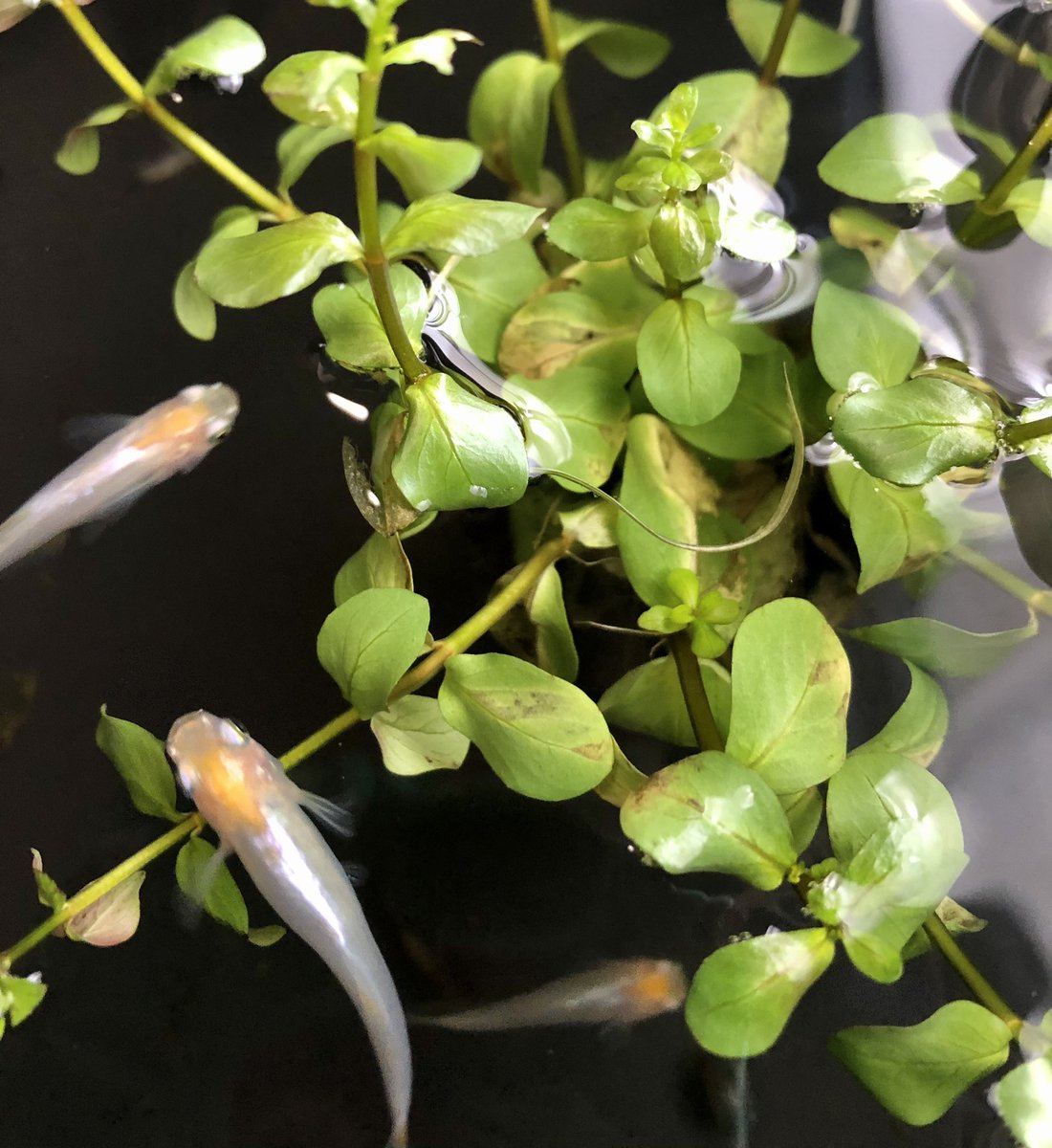 ニホンネコを誰も知らない Nooneknowsabout Twitter