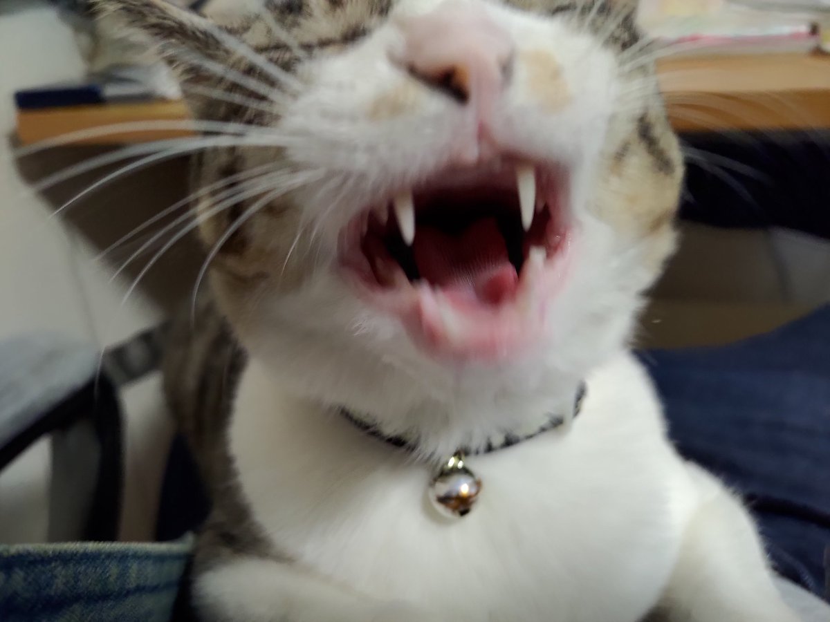 バイキング お納め下さい 牙を剥くキャット