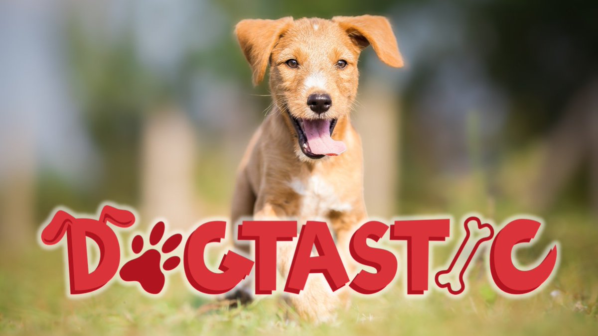 DOGTASTIC returns to Three Counties Showground on Sunday 13 June. Tickets available now for a paw-some day out at threecounties.co.uk/buy-tickets #dogtastic2021