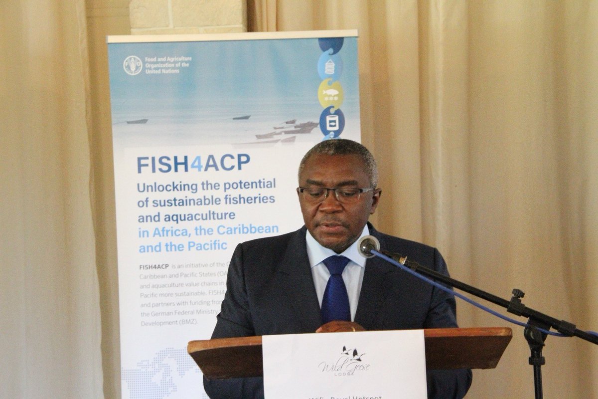I am pleased to announce the launch today of @FAO-@euinzim #fisheries and #aquaculture in Africa, Caribbean & the Pacific #FISH4ACP Programme in Zimbabwe. 
Unlocking the potential of the tilapia value chain in Zimbabwe➡️ bit.ly/3wQp5C8 in contribution to SDGs 1 and 2.