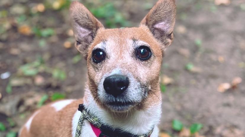 Please retweet to help Ty find a home #LIVERPOOL 

Aged 10 has had a sad past, has been passed around a lot which has left her a bit wary. She would like an experienced, adult home as only pet, she loves to play with balls and enjoys walks, active👇 
carlalaneanimalsinneed.co.uk
#dogs