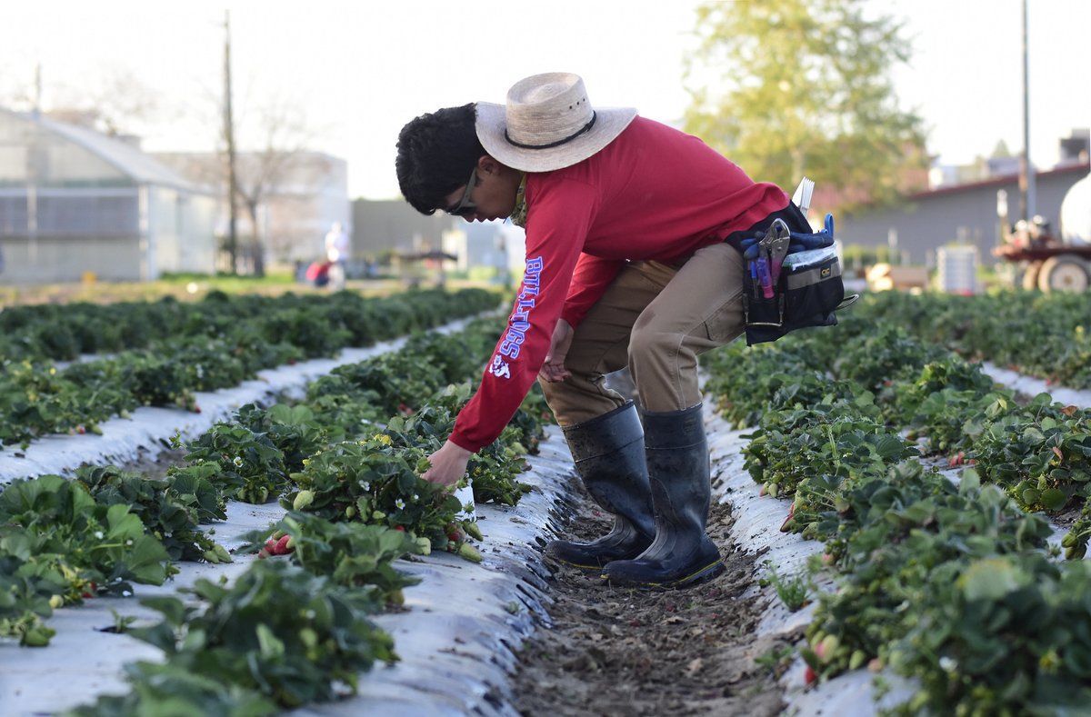 FSJordanCollege's tweet photo. Have you tried our delicious Gibson Farm Market strawberries raised by @fresno_state students &amp; campus farm staff on our campus farm? @fresnostategfm https://t.co/hd1sYJjJqa