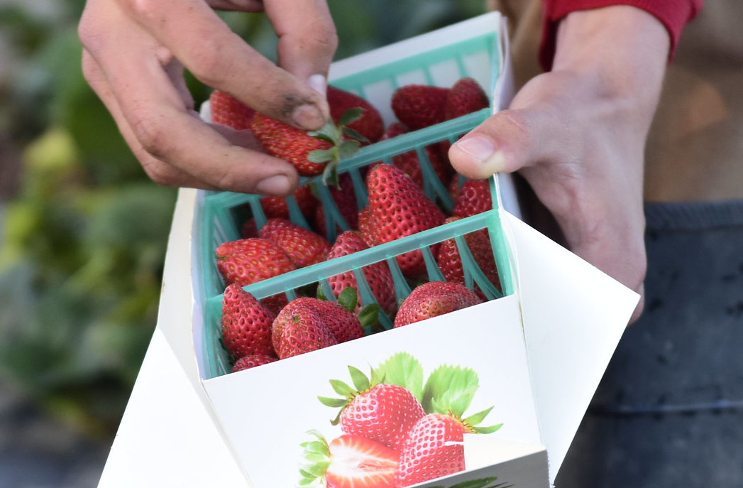 FSJordanCollege's tweet photo. Have you tried our delicious Gibson Farm Market strawberries raised by @fresno_state students &amp; campus farm staff on our campus farm? @fresnostategfm https://t.co/hd1sYJjJqa