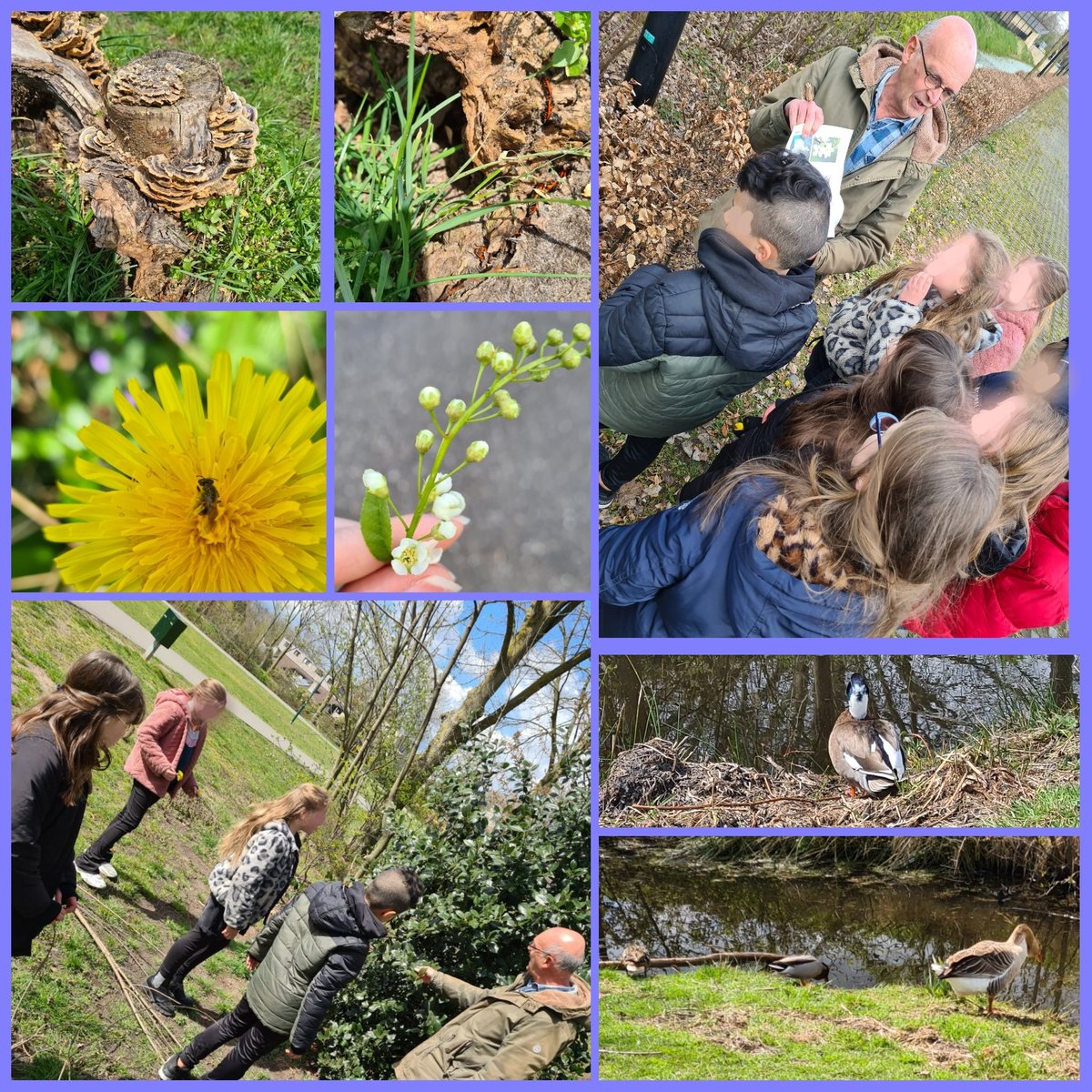 Ley0na's tweet photo. Met de groepen 6 van @Korenaer en de natuurgidsen van @IVNNederland hebben wij vandaag veel geleerd over o.a. stoepplantjes en biodiversiteit tijdens de Nationale Buitenlesdag. #Buitenlesdag #NationaleBuitenlesdag @jantjebetonline https://t.co/1NHvvTgkku