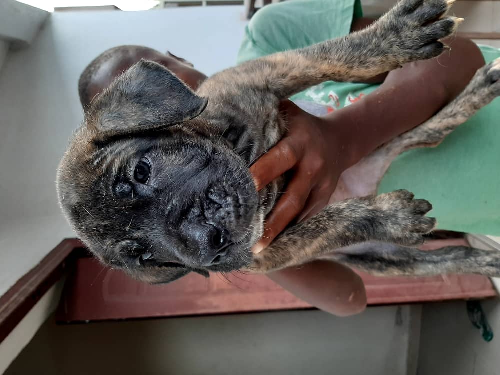 <a href="/timidakolo/">Timi Dakolo</a> I sell dogs 🐕 please retweet my client is right on you list please.