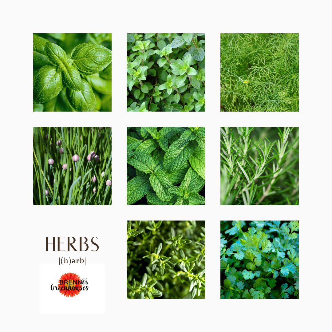 |(𝐡)ə𝐫𝐛|⁣⁣
⁣
Eat them or hold Spiritual Ceremonies with them, we have a vast collection! 
 ⁣
Whatever be your fancy, we have a vast collection of herbs that will be available April 30th, when our greenhouses open to the public!⁣

#yeggreenhouses #Edmonton #Yeggers