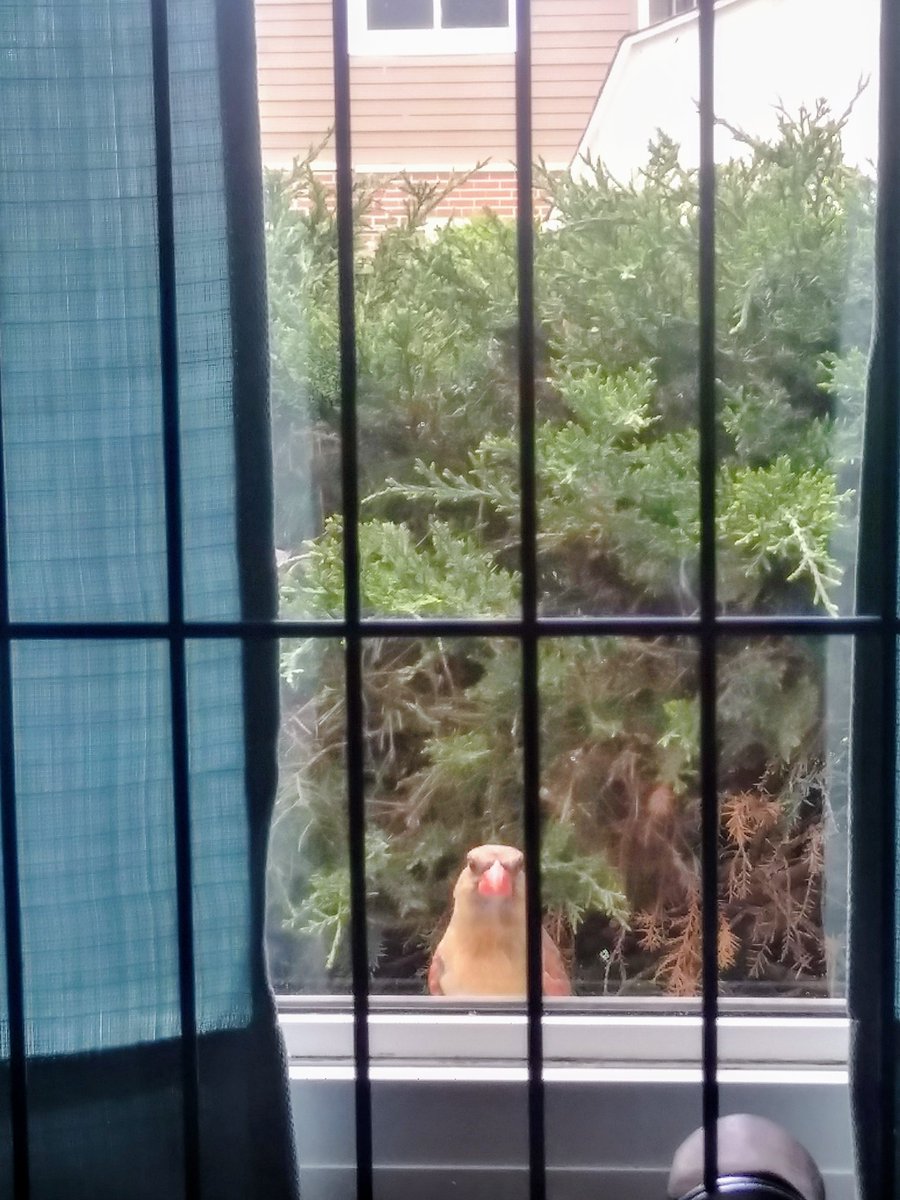 This guy has been banging on the window all morning. Not sure if he is in a territory dispute with his reflection or jealous of the setup my pigeons have.