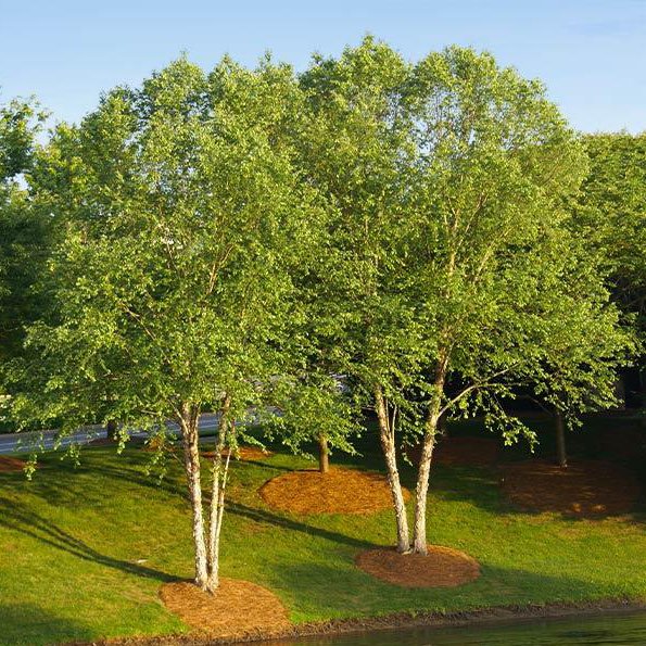 River Birches can add a great affect to your landscape; but are often not well adapted to our Metroplex soils. This can lead to yellowing. Some nutrients are only readily available to the plant during this time of the year, so Spring is the time to act. Call (972) 481-9565 today.