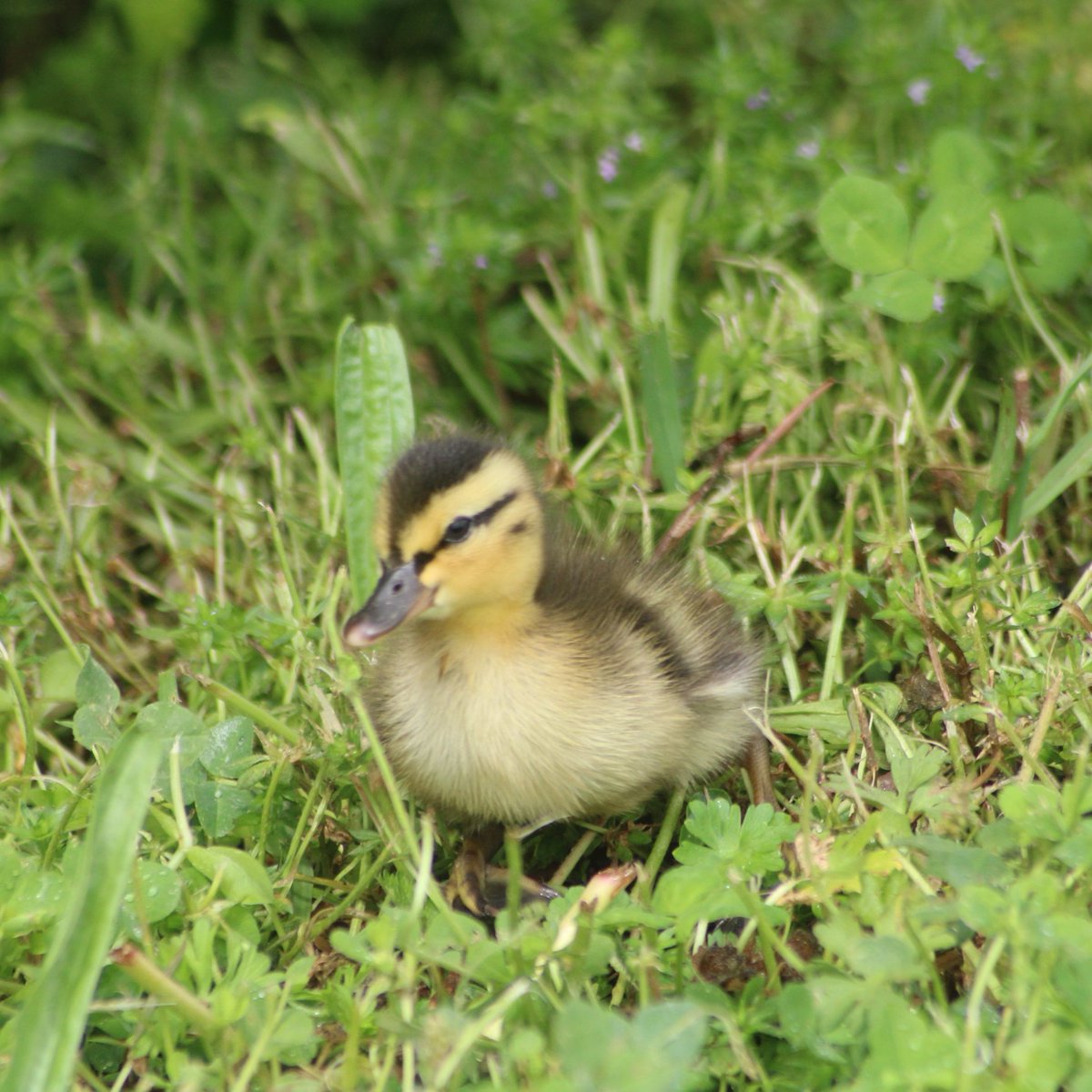 I told him a joke.Baby duck thread - Part 9