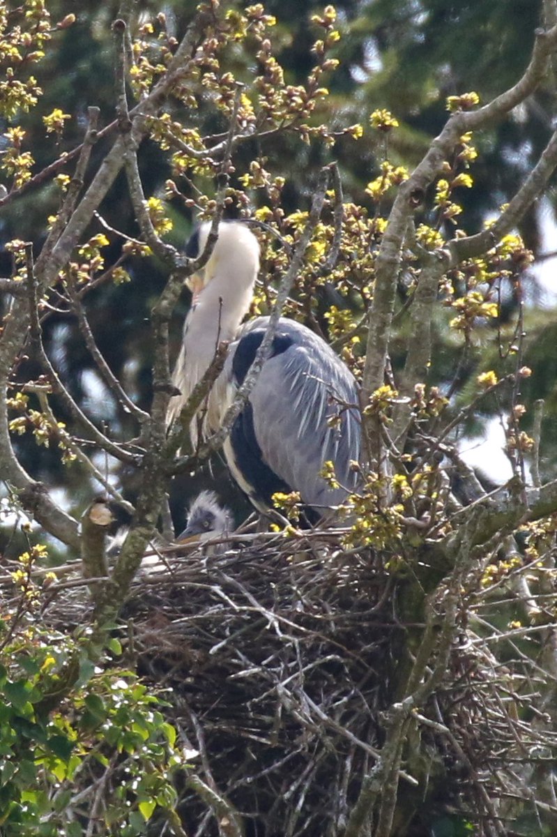 My first glimpse of a newly (ish?) arrived Grey Heron, just poking it's head above the parapet this morning @WarnhamLNR 

@WarnhamFriends @WildWarnham #SussexBirds #SussexBirdwatching