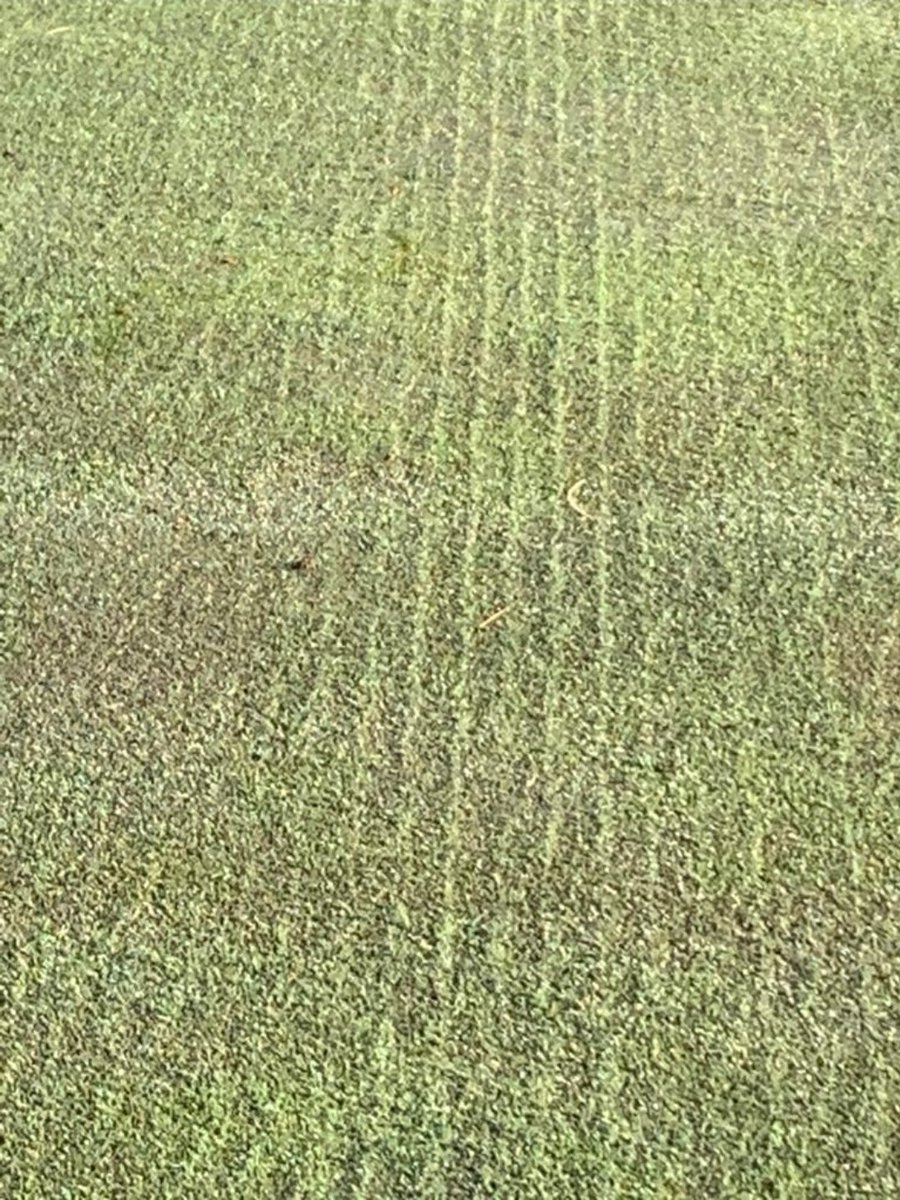TurfCareJim's tweet photo. 100% Crystal Blue Links sitting up this morning on a cold spring day @T2GTurfGuy @greenkeepingire . 100% CBL applied @5gm2 offers 100% results all year round. #nothingelsecompares old versus new!! https://t.co/svobiG8lTT