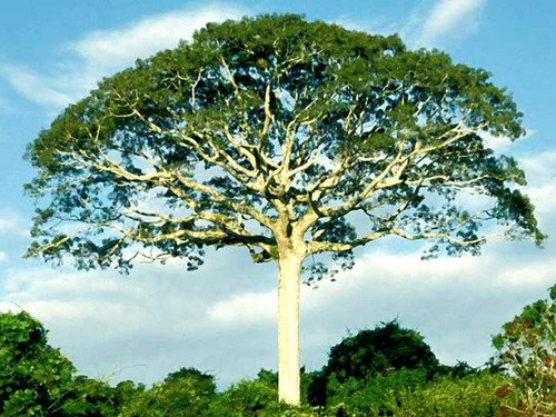 сейба дерево. дерево пало де бальса. чилийская сосна араукария. сейба, сейба. какие деревья в южной америке.