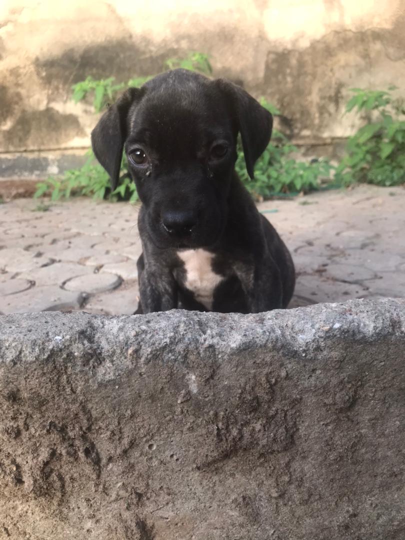 Boerboel puppies available for new homes in Abuja. 
#Nigeria #DogsofTwittter #abujaplug #AbujaTwitterCommunity #AbujaNigeria