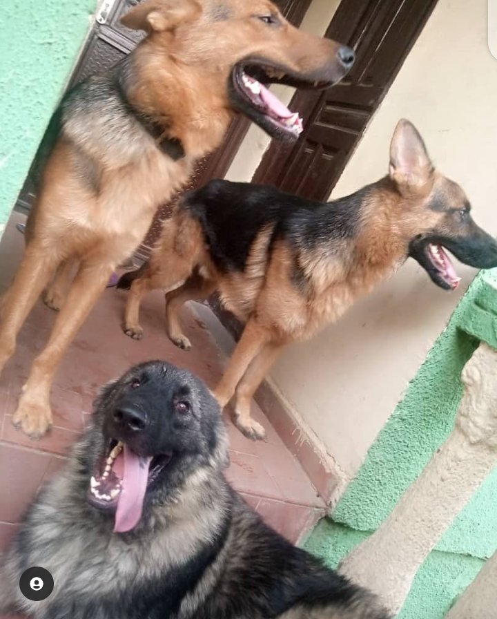 <a href="/erigganewmoney/">𝙴𝚛𝚒𝚐𝚐𝚊</a> I sell 🐕 dog's ooh please come patronise my business <a href="/erigganewmoney/">𝙴𝚛𝚒𝚐𝚐𝚊</a> I get your spec ooh