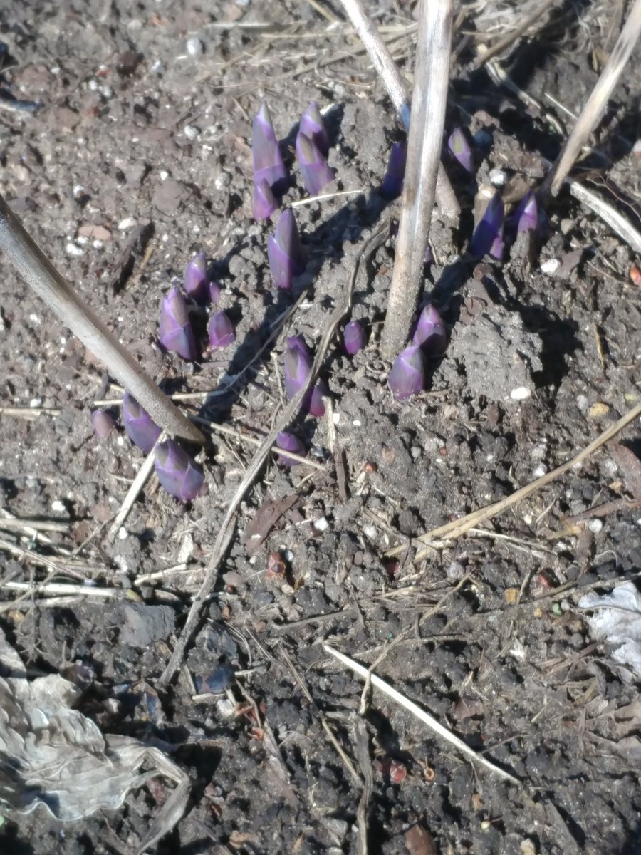 DemetersWay's tweet image. Even though it happens every year I'm always amazed at perennials' reemergence
#Hosta #perennial #SpringHasSprung #MidWestGardens
#HappyGardening #DemetersWay