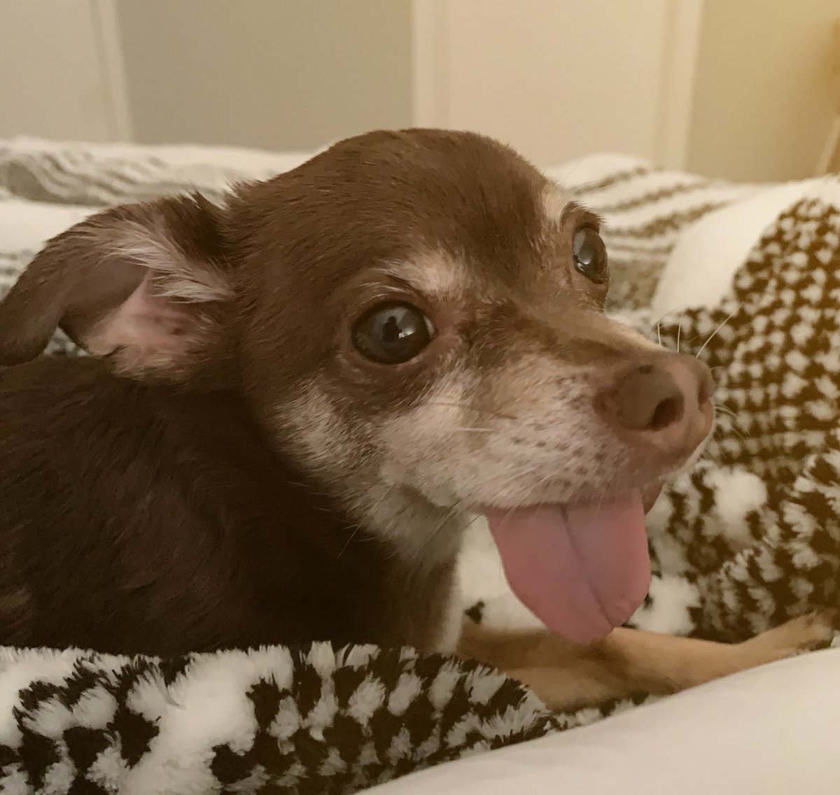 The one thing I’ve learned as Harry gets older: the longer the tongue, the sleepier the pup