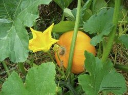 9. Cucurbitaceae is the squash family. Plants are vines with palmate leaves and curly tendrils to help them climb. Fruits are thick skinned squashes (pepos). Flowers are often large, yellow and delicious.
