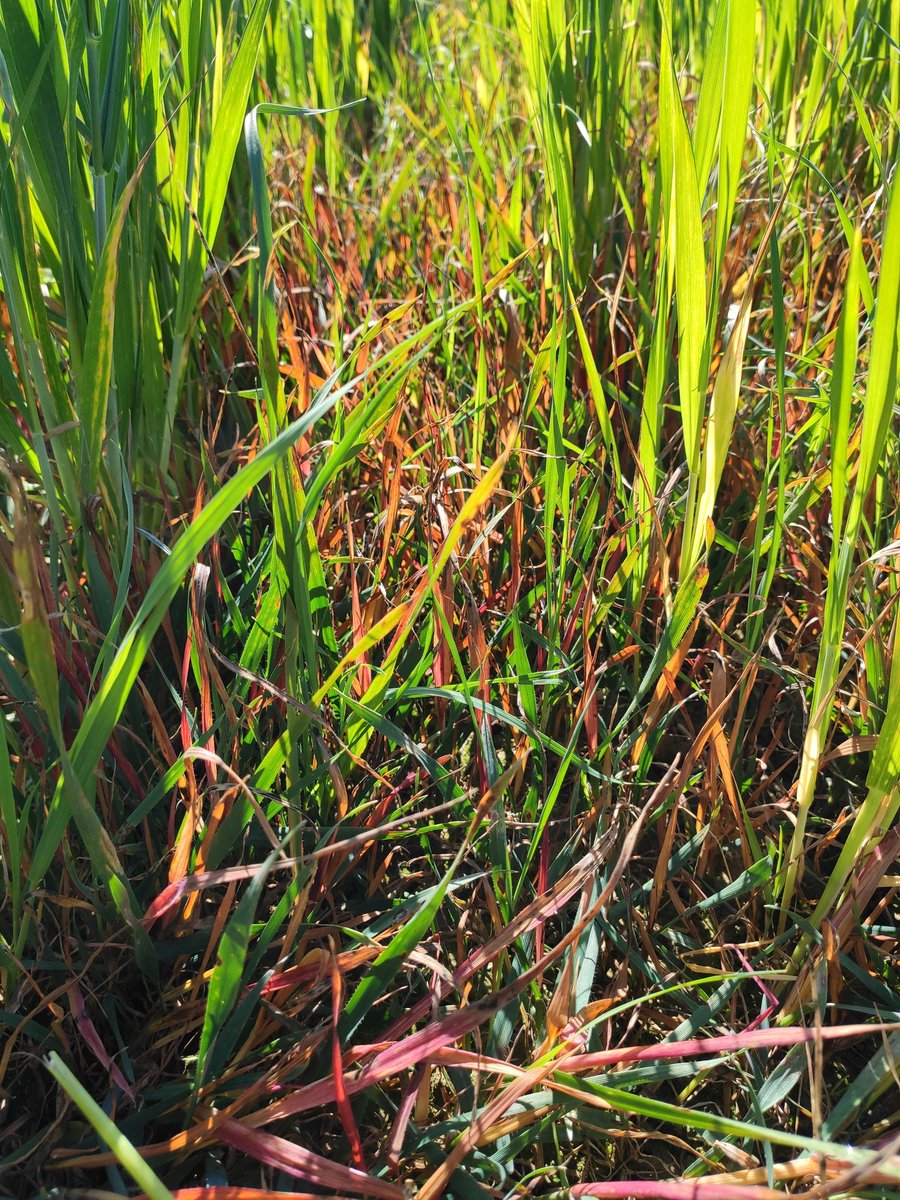 CooperativaGaru's tweet photo. Aplicación a primeros de marzo de Timeline Trío para el control de avena en trigo, buen resultado. @adama_espana #trigo #herbicidaprimavera #avenamala #avenaloca #malahierba #cereal https://t.co/oXSY2ZdGu8